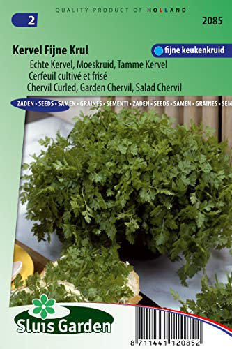 Chervil Curled, Salad Chervil Seeds