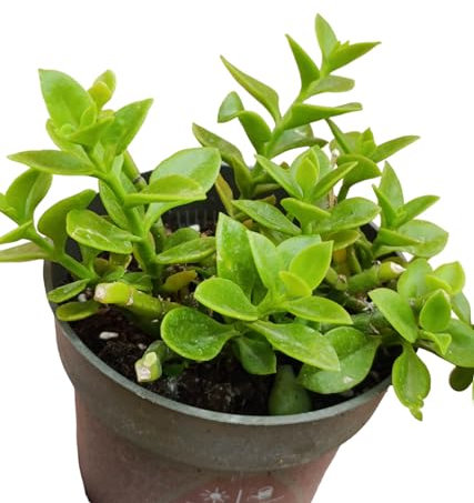 Aptenia cordifolia fiore rosa succulenta pendente pianta grassa bella di giorno