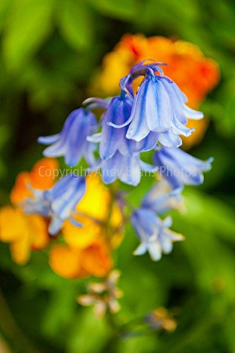Glockenblumen Foto ein 30,5 x 45,7 cm Fotodruck Bluebell Blumen Hyacinthoides non-scripta Endymion non-scriptus Hochformat Foto Farbe Bild Fine Art Print Fotografie Durch Andy Evans Fotos