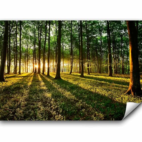 murando Fototapete selbstklebend Wald 392x280cm Foto Tapete Tapetenfolie Möbelfolie Wandverkleidung Wandtapete Motivtapeten Bildtapete Wohnzimmer 3d Effekt Modern Sonnenschein Bäume Natur Landschaft