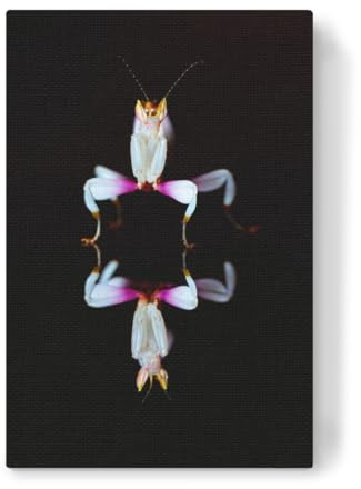 artboxONE Leinwand 150x100 cm Tiere Orchideen Gottesanbeterin von Die Welt Tanzt Farben