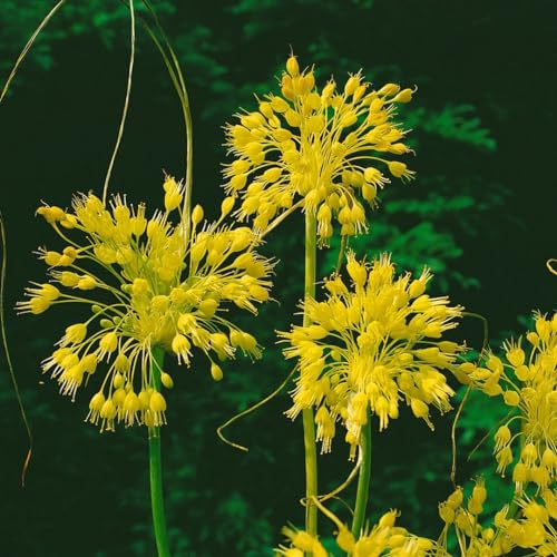 Allium flavum 9x9 cm Topf – Winterhart, Mehrjährig, Pflegeleicht – Gelber Lauch – Zwiebelpflanze für Steingarten & Beet