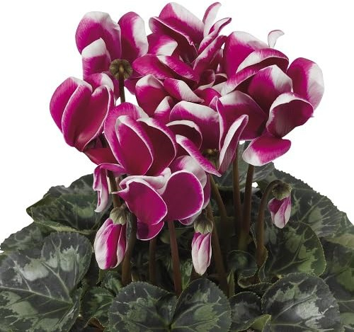 Packung mit 100 rosa Alpenveilchen-Blumensamen