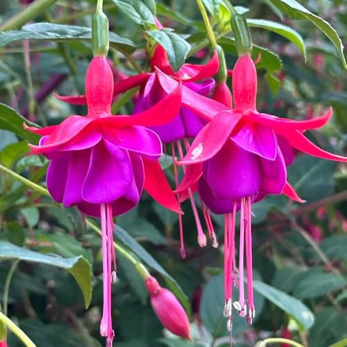 Semillas resistentes de fucsia - balcón jardín rocas Decoración exteriores Invernadero exóticas 30pcs