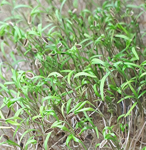 ANETO - SEMI PER MICROGREENS - NR.1 BUSTA