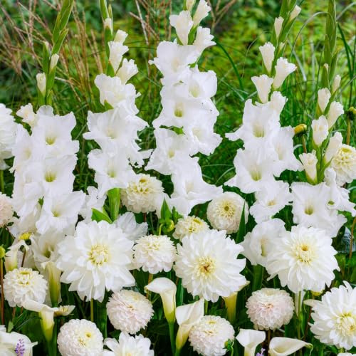Bulbos de Flores de Verano Pure White - 25 Piezas - Gladiolo/Dalia/Calla - Plantas Naturales de Holanda - Plantas de Exterior Resistentes - Sin Semillas, No Artificiales