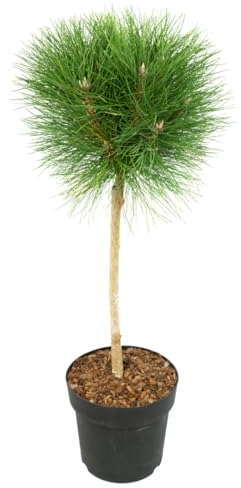 Plant in a Box - Pinus 'Sommerwind' - Zwergkiefer - Kugelförmig - Grüne Nadeln - Topf 24cm - Höhe 70-80cm