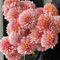 Bulbos de dalia perennes, Flores coloridas, Flores ornamentales de jardín, Embellecen el entorno vital.-4 Bulbos