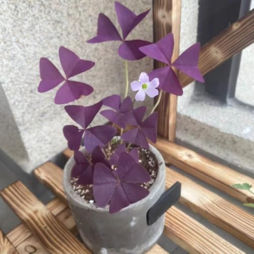 oxalis triangularis - garden oxalis triangularis stauden balkonpflanzen gartenblumen blumenzwiebeln mehrjährig winterhart - seltene - 18zwiebeln