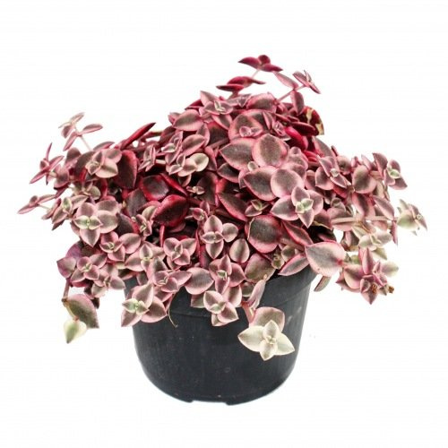Crassula marginalis 12cm Topf