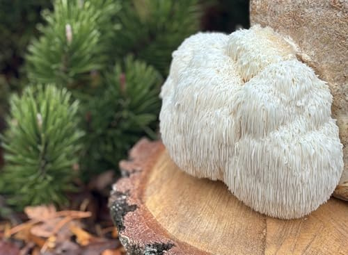 Bio Pom Pom/Löwenmähne Pilzzuchtkultur XXL - Pilze selber züchten