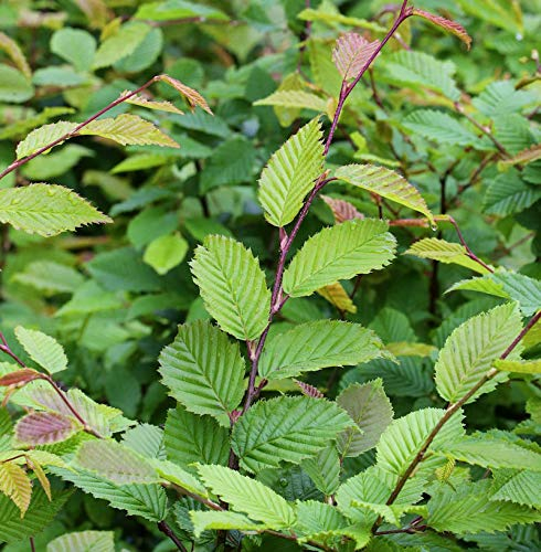 Hainbuche Weißbuche 40-60cm - Carpinus betulus - lebende Gartenpflanze aus den Baumschulen