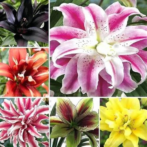 Lilium tuberi mix di cipolle,gigli in vaso,cipolle perenni,decorativi,grazia,gigli a cipolle resistenti all'inverno,ottima decorazione-2pezzo-H