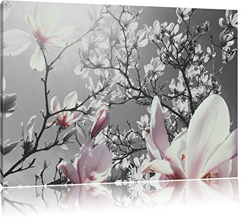 Pixxprint schöne Magnolie Blüten B&W, Größe: 60x40cm, Leinwandbild, fertig gespannt, Wandbild, Dekoration, Kunstdruck, kein Poster