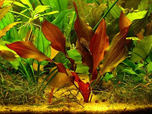 AquaPlants Schwertpflanze Mercedes/Echinodorus 'Mercedes'