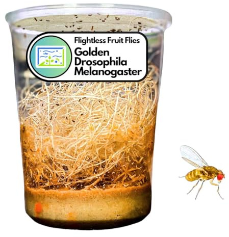 Creation Cultivated 32oz Fruit Fly Culture, Live Feeder Insects & Flightless Fruit Flies for Dart Frogs, Praying Mantis, Jumping Spiders, Geckos & Lizards, (Golden Drosophila Melanogaster Flightless)