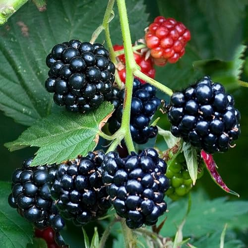 Carbeth Plants - Fruit Plants - Grow Your Own Fruit Garden - Rubus Thornless BlackBerry Plant in 12cm Pot