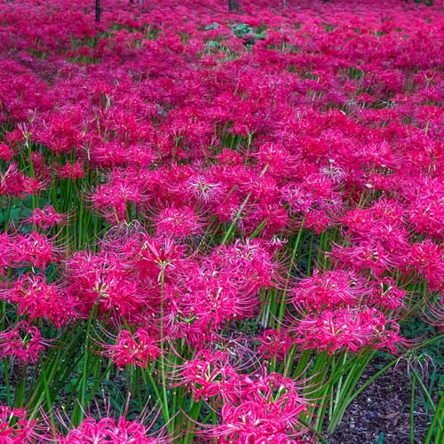 Lirio araña - Lycoris radiata decoración de oficina interior exóticas bulbos resistentes oficina primavera balcón decoración 2pcs