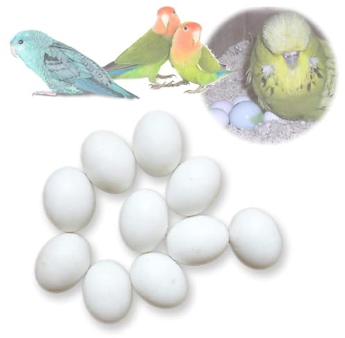 MESINURS Solid Plastic Eggs - Parrot Bird Hatching Replacing Eggs for Guiding Birds to Stop Laying, 10 PCS (L)