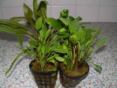 1 Topf Cryptocoryne verschiedene Sorten