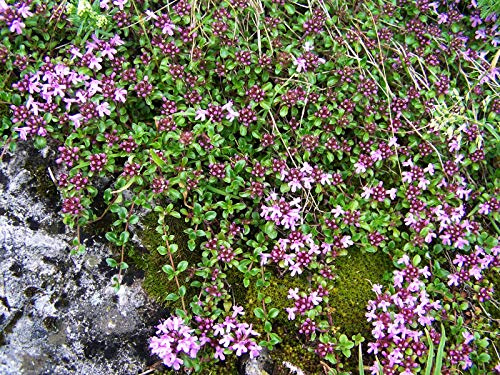 Kriech-Thymian Thymus serpyllum Coccineus 5er-Set Topf winterhart | 5er-Set, bienenfreundlich, sonniger Standort, trittfest, duftende Blüten, ideal für Mauerfugen und Rabatten