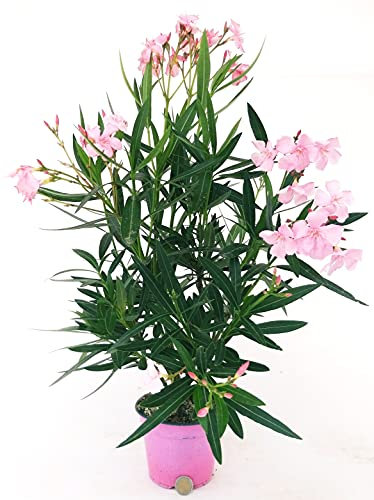 POWERS TO FLOWERS - OLEANDRO ROSA CHIARO, 1 PIANTA, vaso 15cm, pianta vera