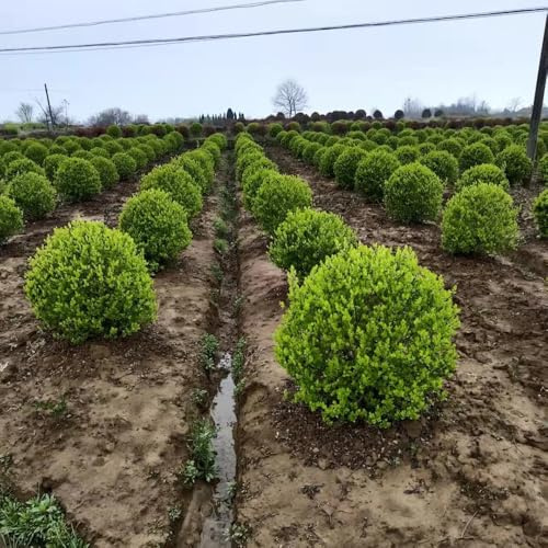 ligustro resistenti per giardini rocciosi Ligustrum lucidum da appartamento che purificano l'aria resistenti in vaso da siepe sempreverdi rare decorazioni giardino per 300semi
