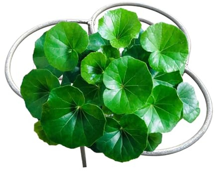 Supporto agli delle piante | Stabilizzatori per da Frutto - Supporto per di Fiori | per la coltivazione di Monstera e ortaggi con supporti in serra fioriera e nel giardino