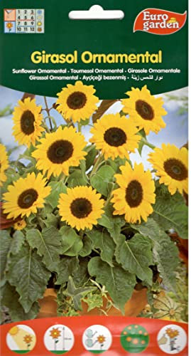 SEMILLAS GIRASOL ORNAMENTAL
