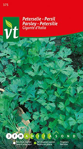 Gigante d'Italia Parsley Seeds - Flavorful and Easy-to-Grow Herb for Fresh Culinary Delights
