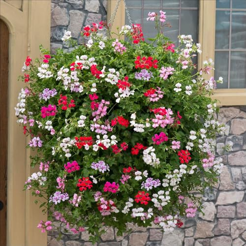 YouGarden Geranium 'Reach-out', Set of 20 Garden Ready Plants, Ready to Plant, Summer Flowering Trailing Geraniums, Grow in Containers, Hangingbaskets, and Window Boxes