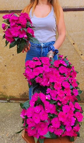 POWERS TO FLOWERS - IMPATIENS NUOVA GUINEA VIOLA, 6 PIANTE, VASO 14CM, piante vere