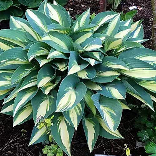 Rizoma Hosta Funkia -Hosta pianta Piante bulbi Piante erbacee perenni Pianta da esterno