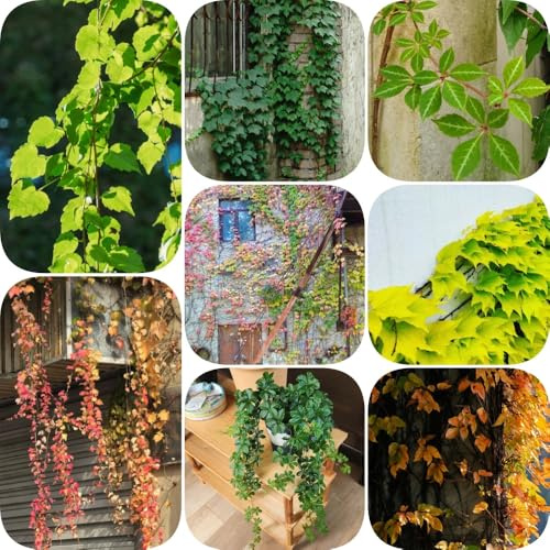 Semi di vite selvatica - verdi prodotti sostenibili decorazioni da giardino per esterni sospesa organico per gli amanti del giardino Perenni 200pcs