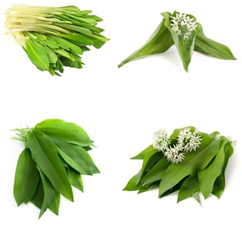 ajo silvestre - semillas de ajo silvestre de interior raras exóticas balcones elevados Cultivo hortalizas invierno verdes del jardín Semillas 160semillas