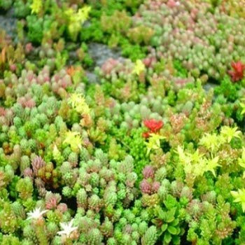 Semi di Sedum Mix 100-400 (Siccità, Rock Garden, Container, luogo asciutto)