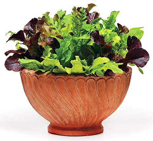 1000 Lettuce Mix Seeds Please Read This is A Mix 20 Varieties Heirloom Non-GMO. Seeds are not Individually Packaged Lactuca Sativa