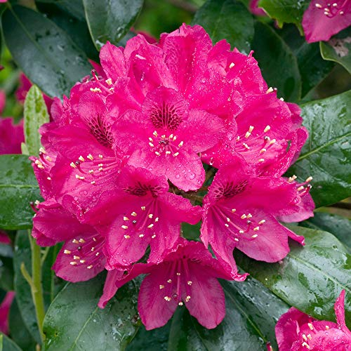 Rhododendron Nova Zembla Hardy Evergreen Bushy Outdoor Garden Shrub Plant in Pot (9cm Pot, 20-30cm)