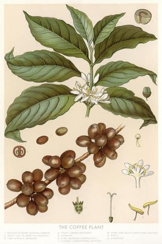 ART.COM Wall Art Print Botanical Drawing of Coffee Plant, 24 x 36