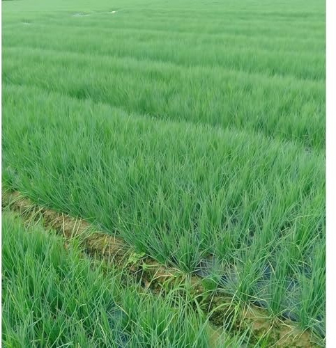 IUIUNIGA 1000 Kleine Schnittlauchsamen, Geeignet Für Balkonkübelpflanzen, Hofbepflanzung, Küchengarten, Einfach Zu Züchten Zu Allen Jahreszeiten, Intensiver Duft