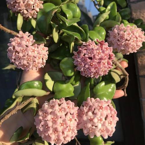 Semi di Hoya, rare decorazione del soggiorno Hoya carnosa, d'appartamento in per balcone semi biologici da interno 500pcs