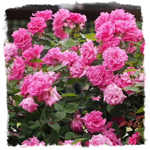 Zephirine Drouhin Climbing Live Rose, 1.5 Gal Potted Live Plant, Fragrant Pink Flowers, Nearly Thornless, Shade Tolerant, Own Root, Stargazer Perennials