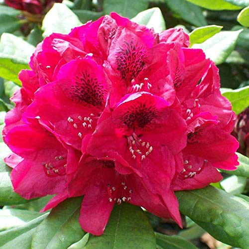 Rhododendron 'Lord Roberts' 40-50 cm en conteneur
