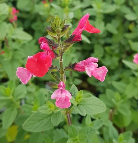 Salvia microphylla 'Grahamii' / Sauge de Graham/Conteneur de 7 à 10 litres/Vivace