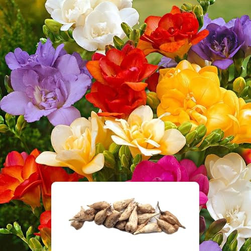 15 Double Mixed Freesia Bulbs – Vibrant, Fragrant Summer Blooms – Perfect for UK Gardens – Hardy Perennials for Year-Round Beauty
