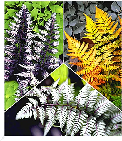 BALDUR Garten Winterharte Japanische Schmuck-Farn-Kollektion, 3 Pflanzen Dryopteris, Athyrium Gartenfarn, winterharte Staude, mehrjährig, pflegeleicht