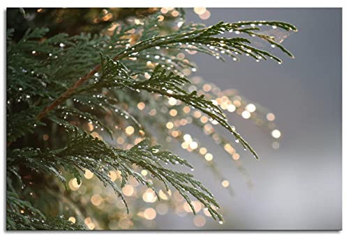 Thuja Summer Drops Water Plant Light Bokeh Poster Leinwand Kunstdruck für Zuhause 1 Paneel Dekorationen ungerahmt 91,4 x 61 cm