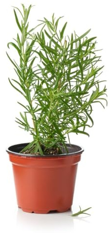 Planta de Romero | DECOALIVE | Planta Aromática Natural |Planta Viva