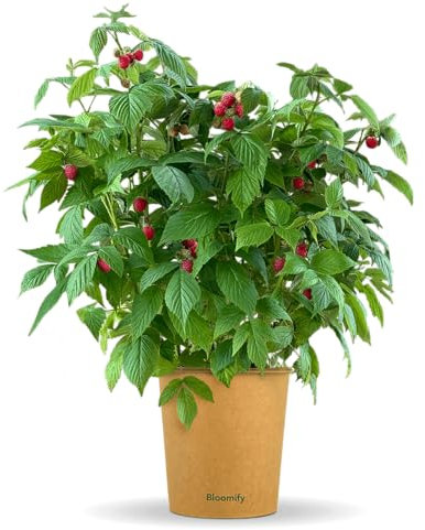 Bloomify® rote Bio Balkon-Himbeerpflanze Heidi | 40 bis 60 cm großer ertragreicher Himbeerstrauch | winterharte und pflegeleichte Himbeere für Balkon oder Terasse | süße, leckere Früchte