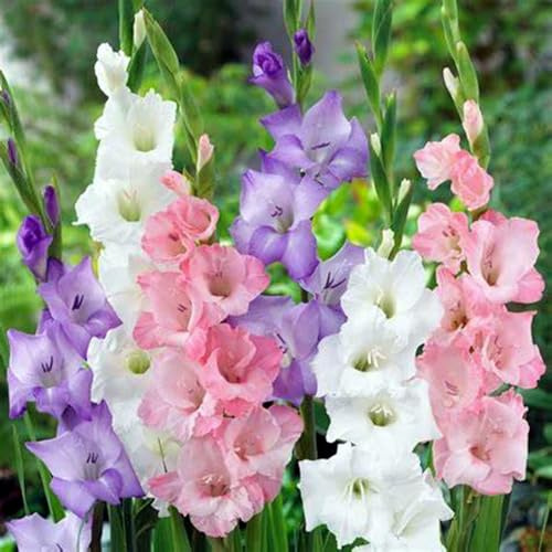 Bulbi di gladioli/miste/Radici selezionate di hosta/resistenti al freddo e alla siccità/adatte per la decorazione di giardini e balconi【NVNJHJN】-10 bulbi-A
